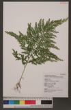 Selaginella mollendorffii Hieron. f