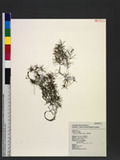 Najas indica (Willd.) Cham. 印度茨藻