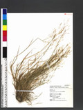 Agrostis arisan-montana Ohwi sѿo