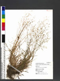Agrostis arisan-montana Ohwi sѿo