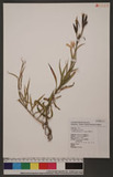 Dianthus palinensis S.S.Ying ڳۦ