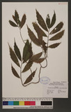 Elatostema lineolatum Wight var. majus Wedd. NM