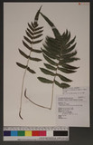 Cyclosorus acuminatus (Houtt.) Nakai acuminatus (Houtt.) Nakai p