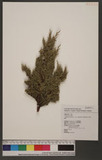 Juniperus chinensis L. var. tsukusiensis Masamune Mf