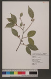 Ficus ampelas Burm. f. ߻_