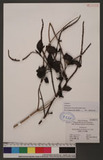 Stachytarpheta urticaefolia (Salisb.) Sims 藍蝶木