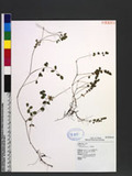 Astragalus sinicus L. ^