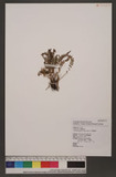 Lindsaea japonica ...