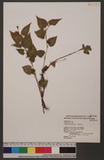 Polygonum chinense L. 