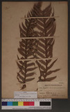 Phegopteris decursive-pinnata (H. C. Hall) Fee ͶbP