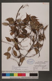 Ficus sarmentosa Buch.-Ham. ex J. E. Sm. var. henryi (Keng) Corner ï]