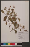 Polygonum chinense L. 