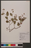 Polygonum chinense L. 