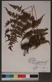 Thelypteris erubescens(Wall. ex Hook.) Ching jP