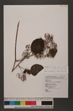 Aralia cordata Thunb. subsp. taiwaniana (Y. C. Liu & F. Y. Lu) J. Wen