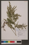 Selaginella mollendorffii Hieron. f