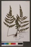 Lindsaea orbiculata (Lam.) Mett. ex Kuhn var. deltoidea Y. C. Wu. T