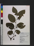 Smilax bracteata var. verruculosa (Merr.) T. Koyama Wn