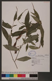 Polygonum posumbu Buch.-Ham. ex Don d