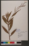 Polygonum barbatum L. d