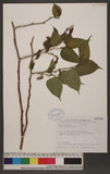 Morus australis Poir. 小葉桑