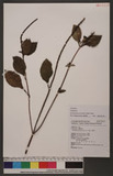 Stachytarpheta urticaefolia (Salisb.) Sims 藍蝶木