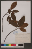 Ficus nervosa Heyne