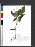 Desmodium laxum DC. subsp. leptopus (S. Gray) Ohashi