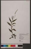 Polygonum sp.