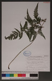 Macrothelypteris torresiana (Gaud.) Ching 大金星蕨