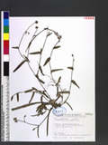 Murdannia loriformis (Hassk. ) Rolla 竹葉屬
