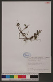 Polygonum longisetum De Bruyn 睫穗蓼