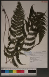 Thelypteris japonica (Bak.) Ching ߬`ƪP