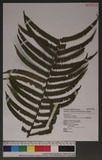 Sphaerostephanos taiwanensis (C. Chr.) Holtt. OW긢