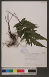Tectaria simonii (Bedd.) Cheng Te 