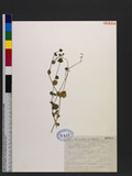 Drymaria cordata (L.) Willd. subsp. diandra (Blume) I. Duke ex Hatusima תگ