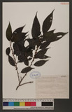 Villebrunea pedunculata Shirai 𵵳