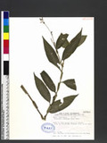 Rhopalephora scaberrima (Blume ) Faden