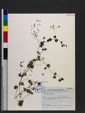 Drymaria cordata (L.) Willd. subsp. diandra (Blume) I. Duke ex Hatusima תگ