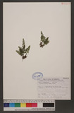 Lindsaea japonica (Bak.) Diels 日本陵齒蕨