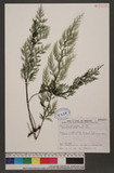 Vandenboschia maxima (Blume) Copel. 大葉瓶蕨