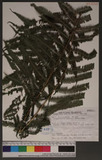 Pseudocyclosorus esquirolii (H. Christ) Ching 假毛蕨