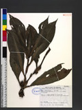 Amischotolype chinensis (N. E. Br.) E. H. Walker ex Hatusima 穿鞘花