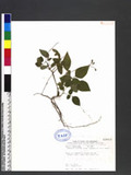 Desmodium laxum DC. subsp. leptopus (S. Gray) Ohashi ӱs½