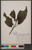 Ficus fistulosa Reinw. ex Blume 水同木