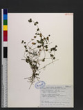 Drymaria cordata (L.) Willd. subsp. diandra (Blume) I. Duke ex Hatusima 菁芳草
