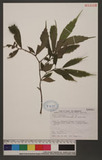 Elatostema lineolatum Wight var. majus Wedd
