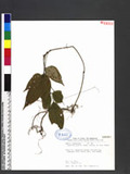 Desmodium laxum DC. subsp. leptopus (S. Gray) Ohashi ӱs½