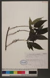 Villebrunea pedunculata Shirai 長梗紫麻