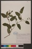 Polygonum chinense L. 